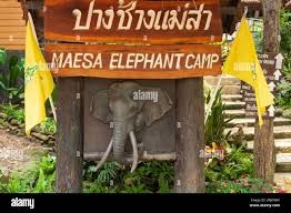 Maesa Elephant Comp ( Half Day )